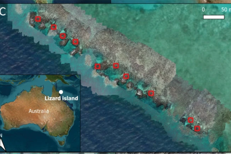 The survey sites where coral bleaching was found off Lizard Island. Picture: Supplied