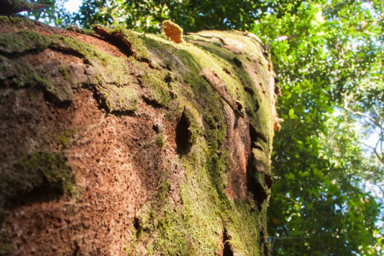 Termites are crucial to the rejuvenation of the Daintree rainforest. Picture: JCU