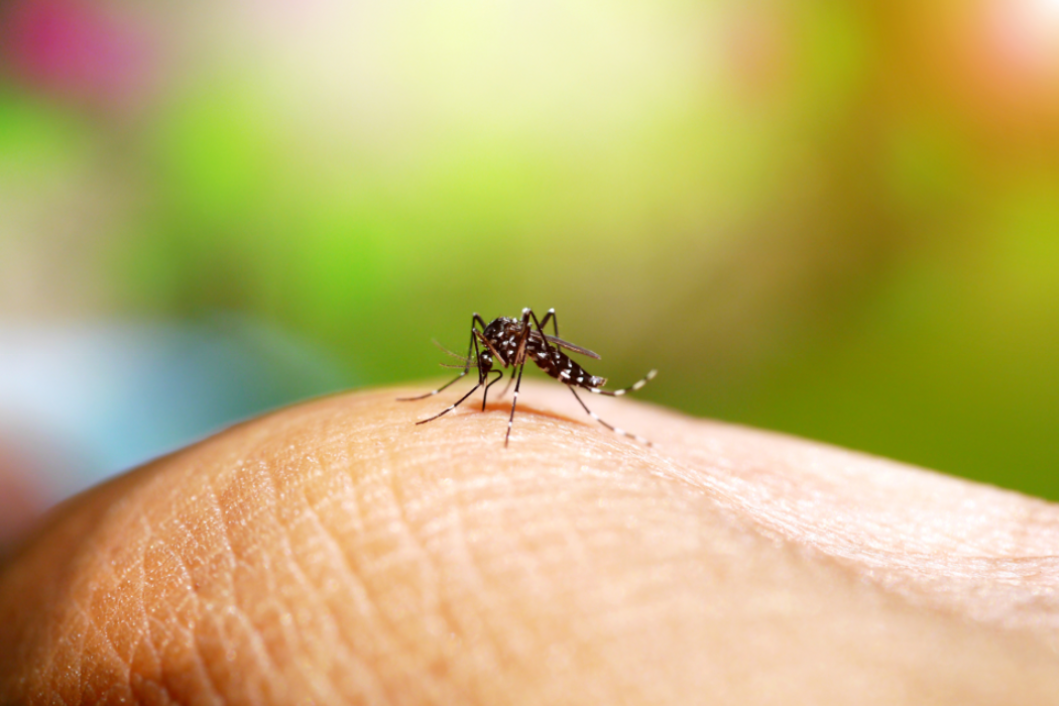 A dengue mosquito. The Far North has recorded its first dengue fever case in 10 years. Picture: iStock