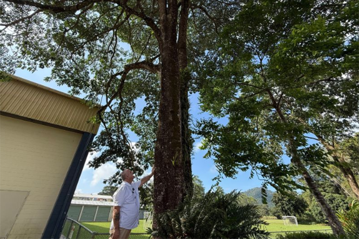 The Mossman tree which was cut down to become a canoe. Picture: Douglas Shire Council