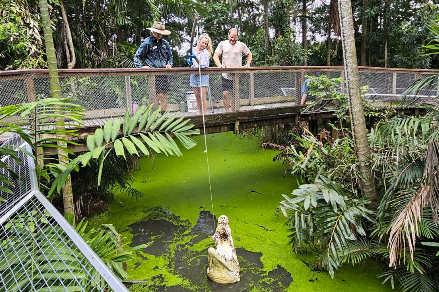 Feeding a crocodile at Wildlife Habitat Port Douglas. Picture: Wildlife Habitat