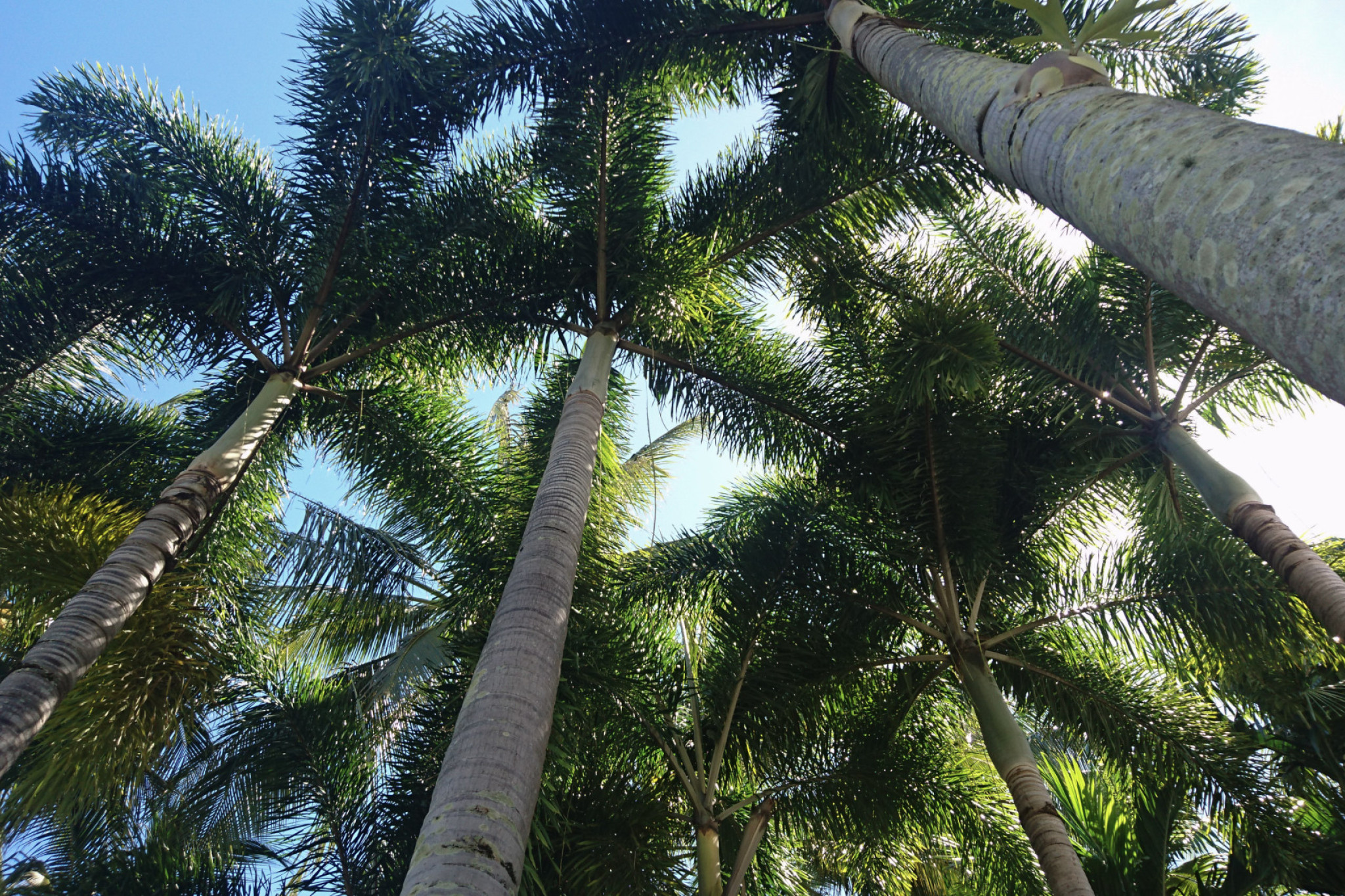 More than 20 coconut palms will be axed in the Douglas Shire for safety reasons. Picture: iStock/ Belen B Massieu