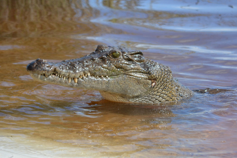 A sighting of a croc over 4-metres long, like the one pictured, at Four Mile Beach has rung the alarm for the community and lifeguards are urging everyone to be croc wise. Picture: File Image