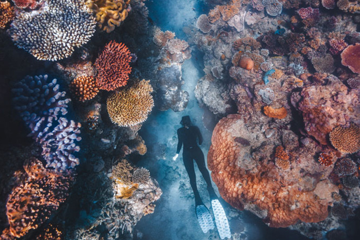 A snorkeller enjoys the beauty of the Great Barrier Reef. Picture: Tourism Tropical North Queensland
