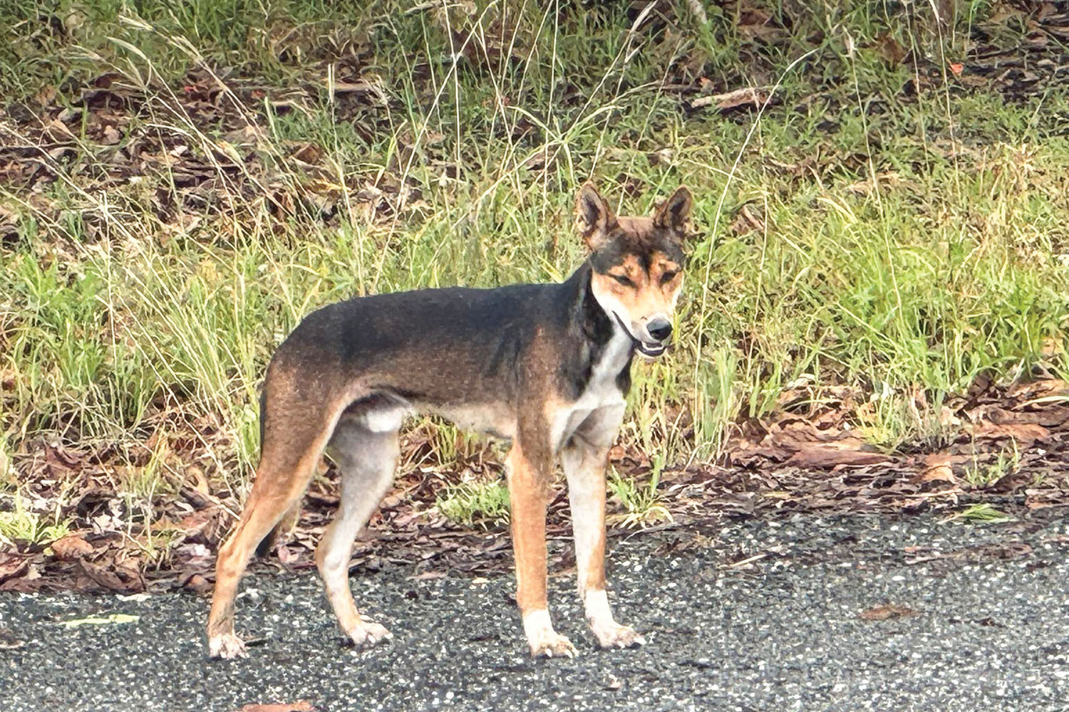 Dingo culling sparks debate. Picture: Supplied