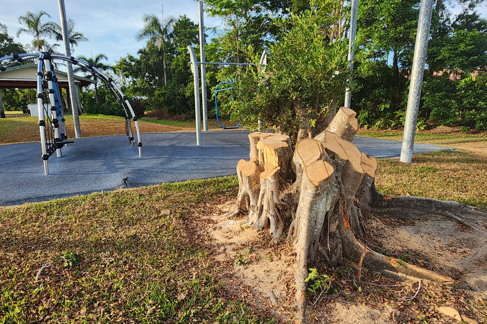 Recent tree removal In Hutchings Park. Picture: Gary ‘Gazza’ McIlroy