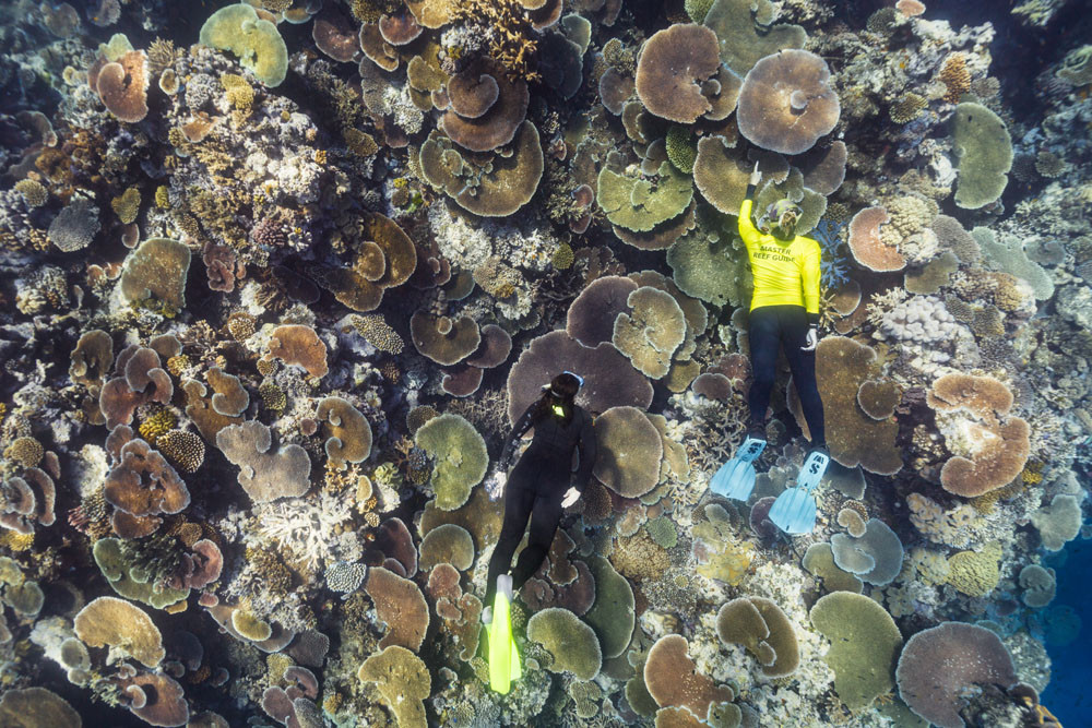 Master Reef guides on Moore Reef. Picture: Tourism Tropical North Queensland