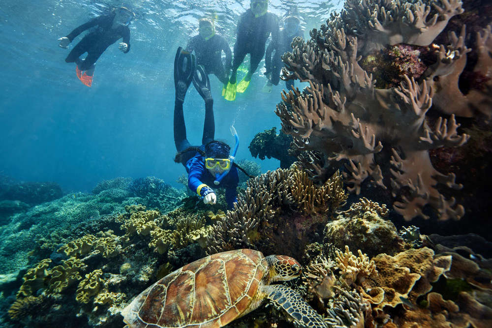 Researcher Heather Platt with Charli the turtle at Agincourt Reef. Pictures: The Quicksilver Group