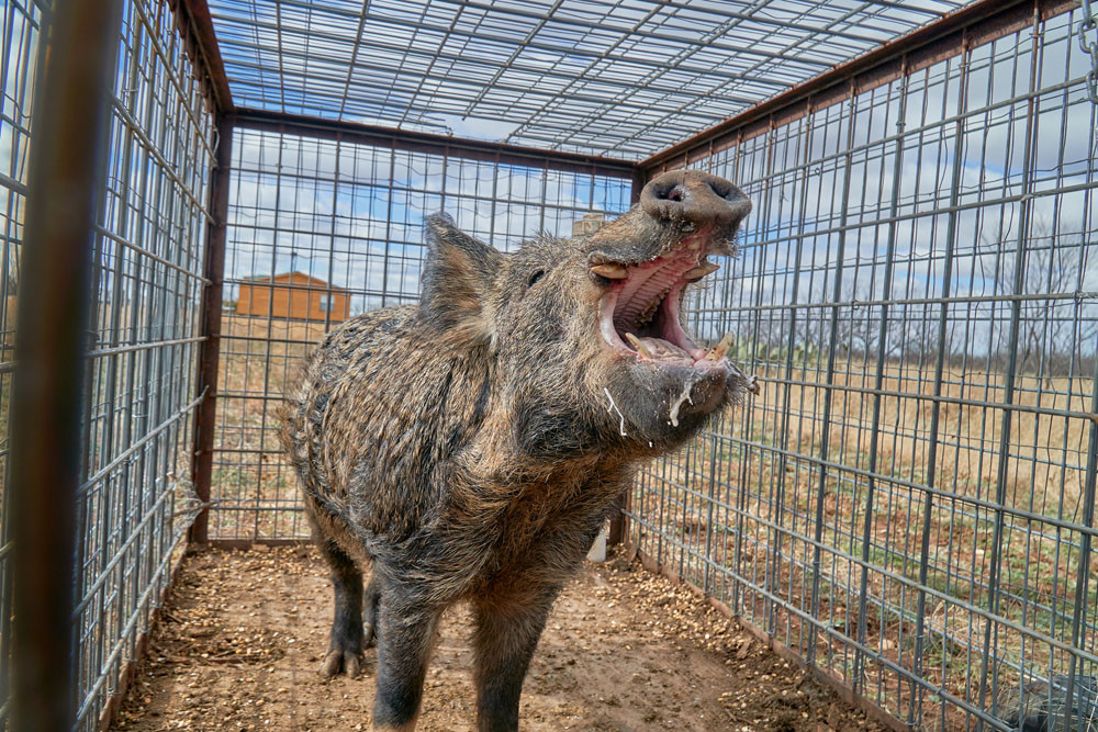 Feral pigs are one of the most destructive and invasive species in Australia. Picture: Supplied