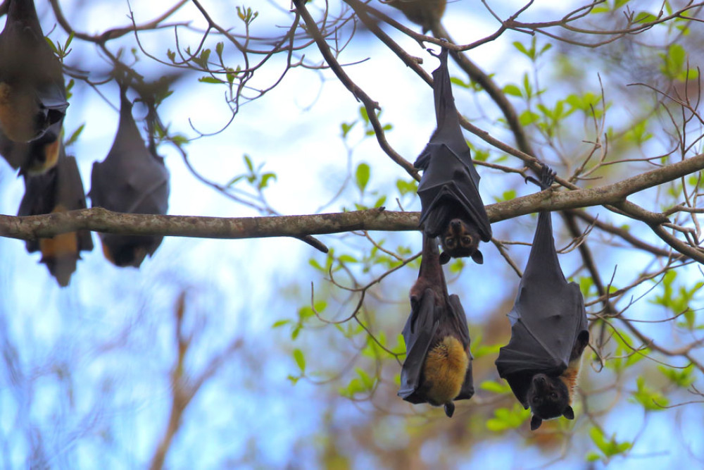 Spectacled flying-foxes. Picture: Noel Preece