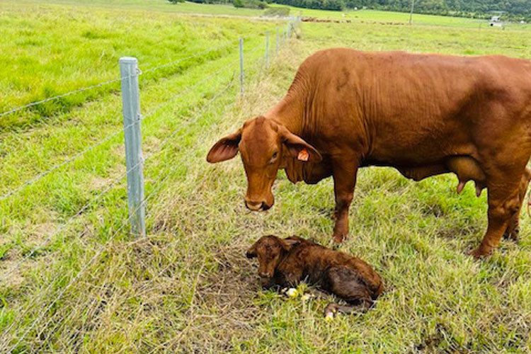 Barney McBride fears a newly-born calf on his property will be attacked and killed by dingoes. Picture: Supplied