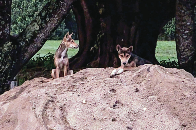 Dingoes under the spotlight - feature photo