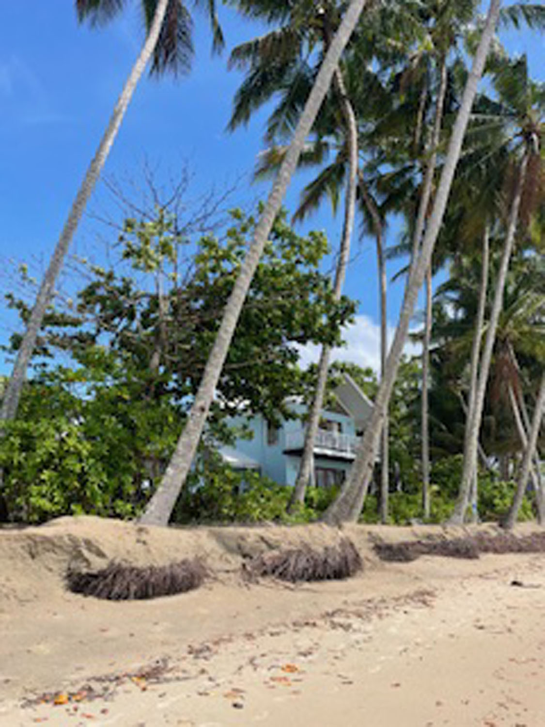 The leaning palm trees. Pictures: Supplied