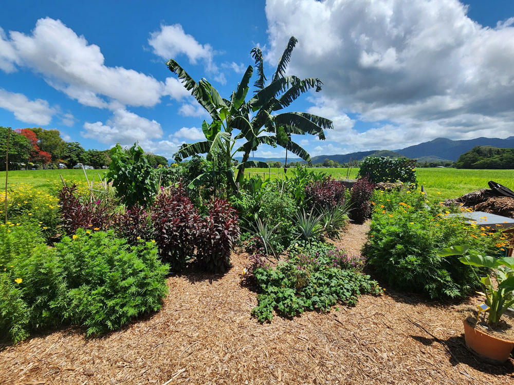 The Circle of Plenty garden is blooming from when it was first planted a year ago (top) until now, where it is providing lots of produce for volunteers. Pictures: Supplied
