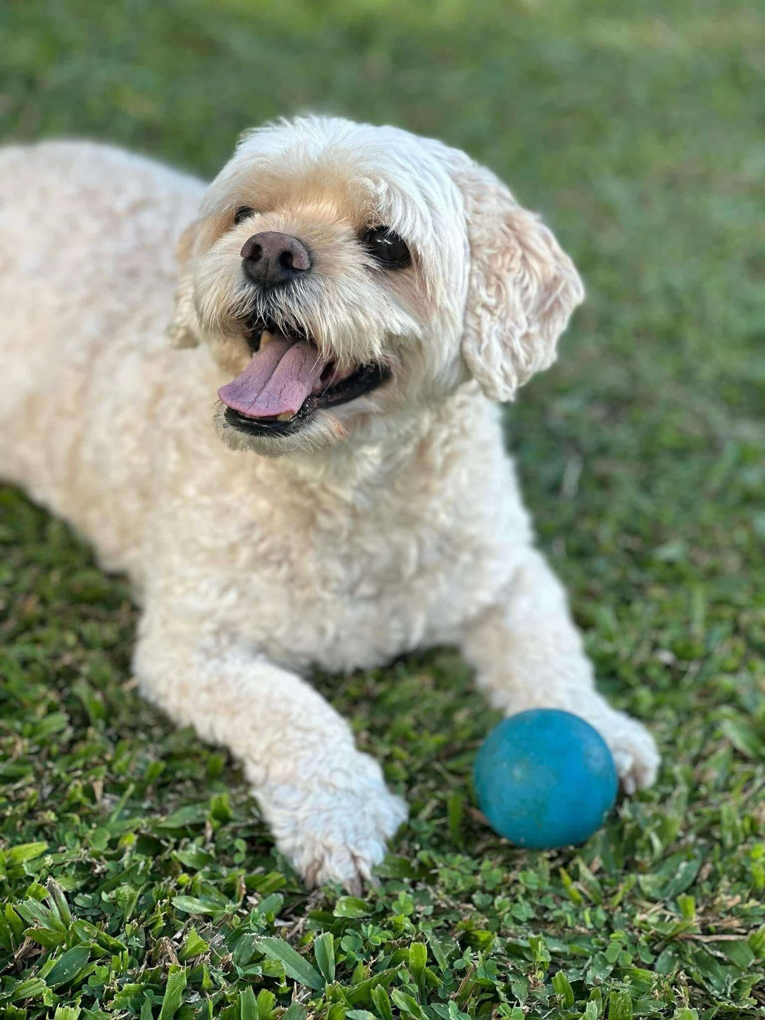 Bundy the Maltese/shi tzu/lhasa. Picture: Supplied